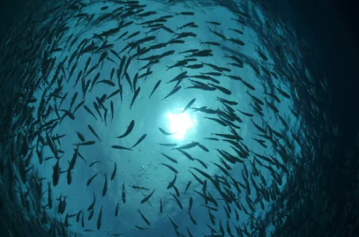 Photo de Salmon 